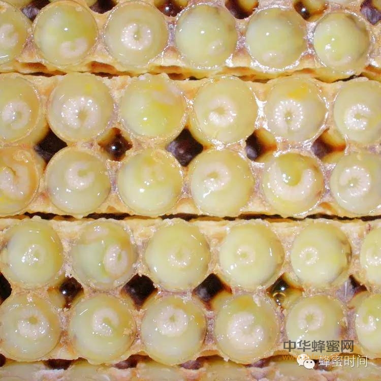 软黄金——蜂王浆的七大作用！