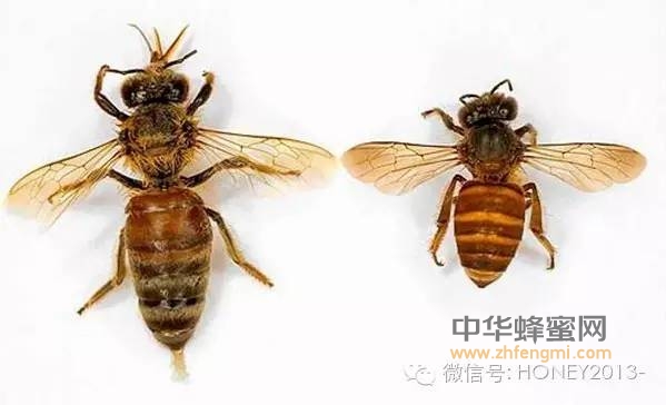 成熟蜂蜜PK非成熟蜂蜜