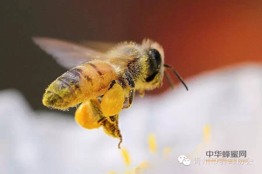 咏小蜜蜂—— 庆祝首个“世界蜜蜂日”暨青州首届逄山养蜂论坛而作