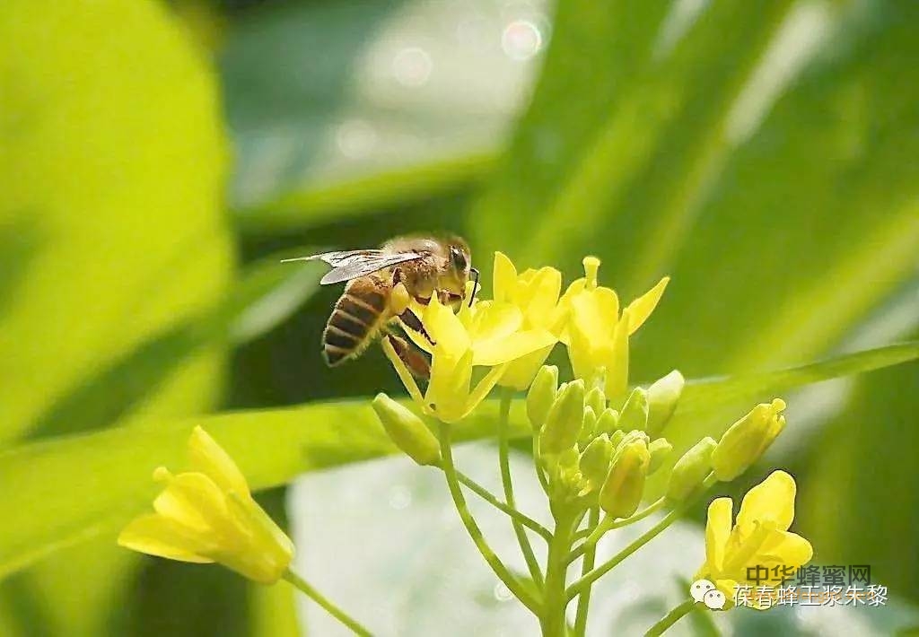 一只蜜蜂能采多少蜜？