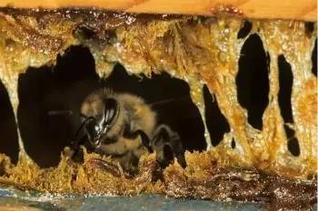 【蜂奥·头条】蜂胶—复杂独特的化学组成