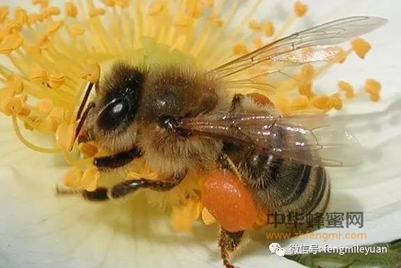 蜂花粉，绝对是食物界超级营养库！