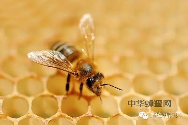 蜜蜂是如何辛勤的采集蜂蜜的？