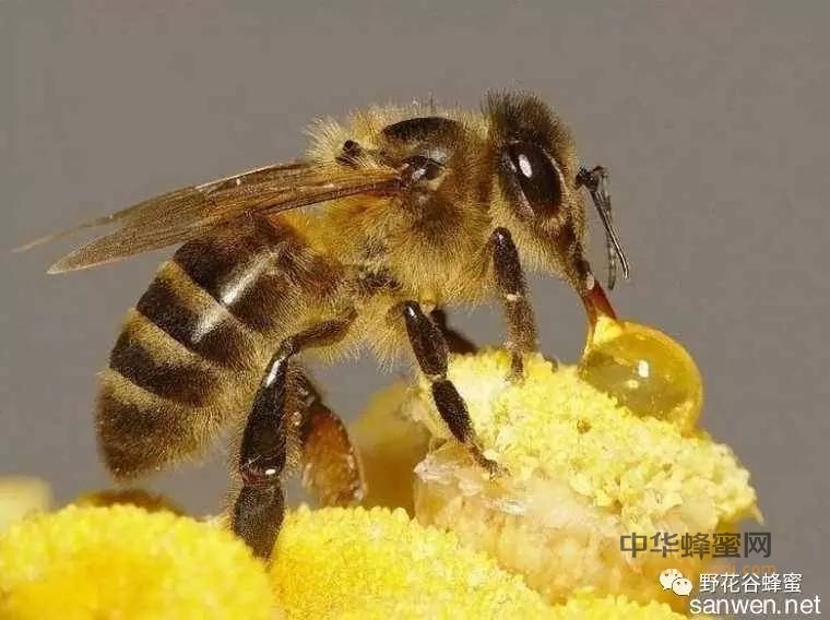 蜂蜜的保质期是多长时间？