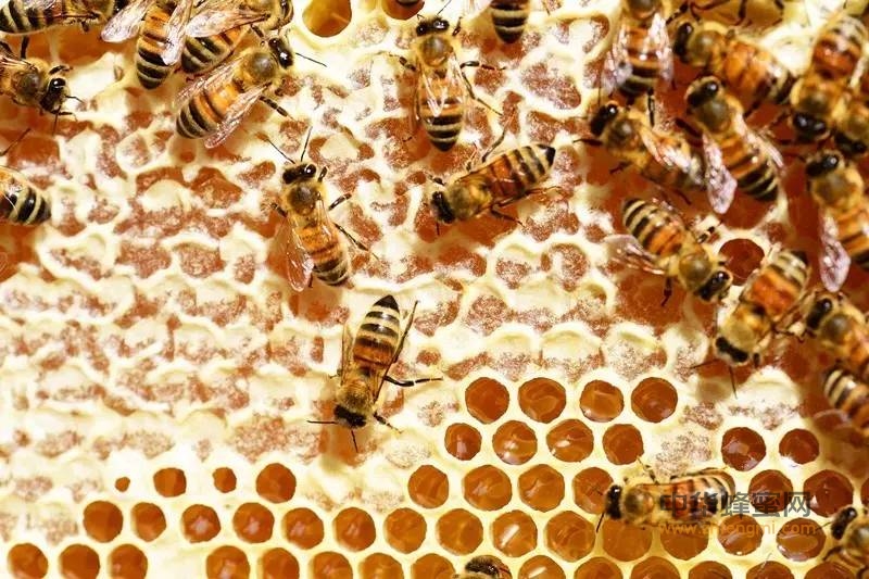 8种吃法展现蜂蜜魅力，营养吸收更充分！