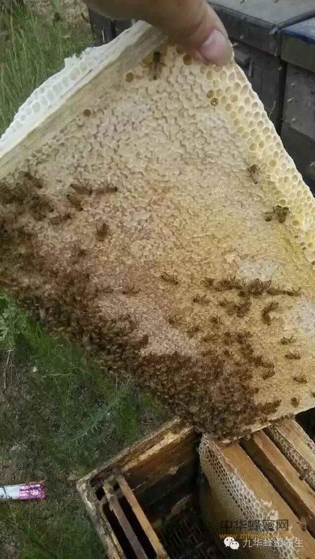 蜜蜂流行病学与预防！