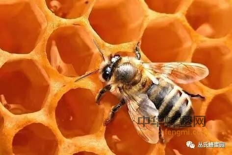 蜂蜜一种喝法可治疗百病太神奇了
