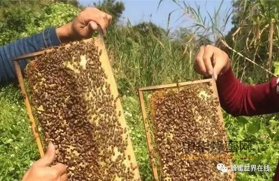 怎样对待蜜蜂爬蜂病？