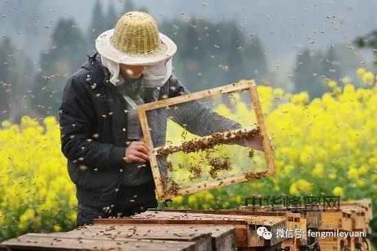 蜂花粉：养蜂人长寿的真相！