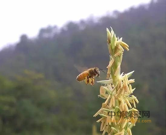 蜜蜂采集蜂花全过程