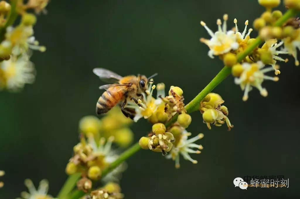 一瓶好蜂蜜需要蜜蜂百万次飞行？