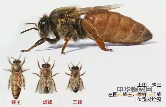 蜂王为什么其他蜜蜂要寿命长？