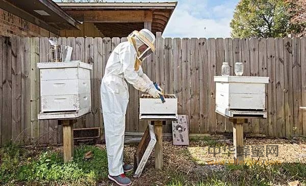 当我老了，我想建一座蜜蜂庄园