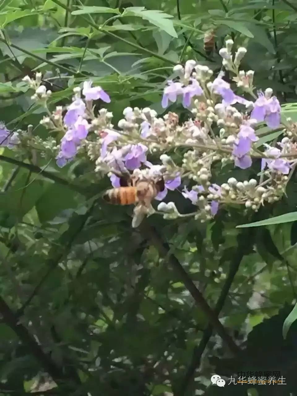 食用蜂蜜有学问！