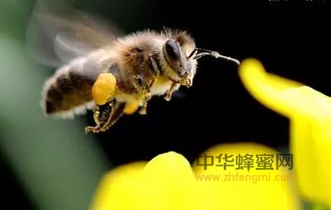 蜜蜂春繁在什么节气