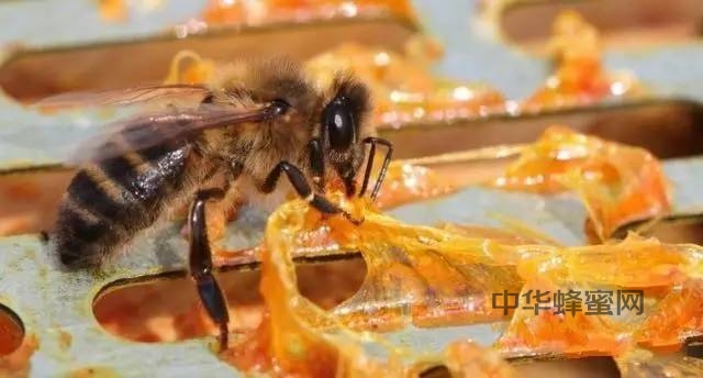 【蜂奥·礼赞】世界蜜蜂日—蜂胶赞