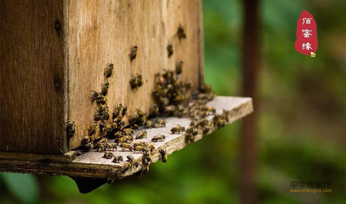 蜂蜜是个宝，可很多人却不知道它的正确吃法！