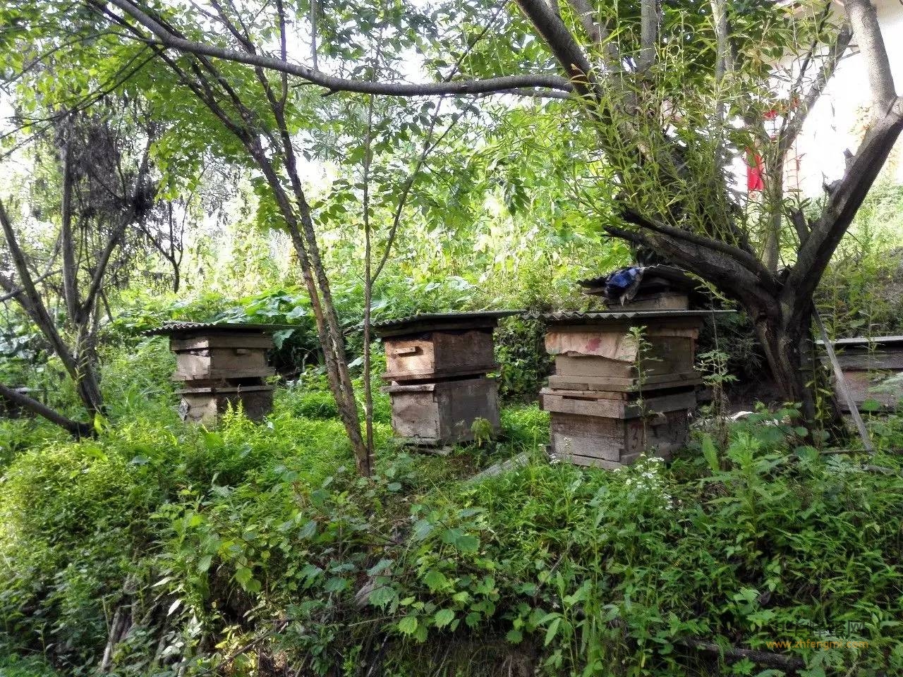 中华蜜蜂饲养关键性技术