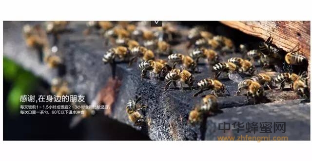 每一只蜜蜂用生命付出：关于蜂蜜、花粉、王浆生成的故事