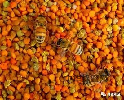 蜂花粉改善肌肤营养，战痘祛斑不停歇！