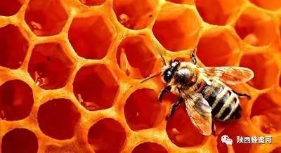蜂胶也能美容？