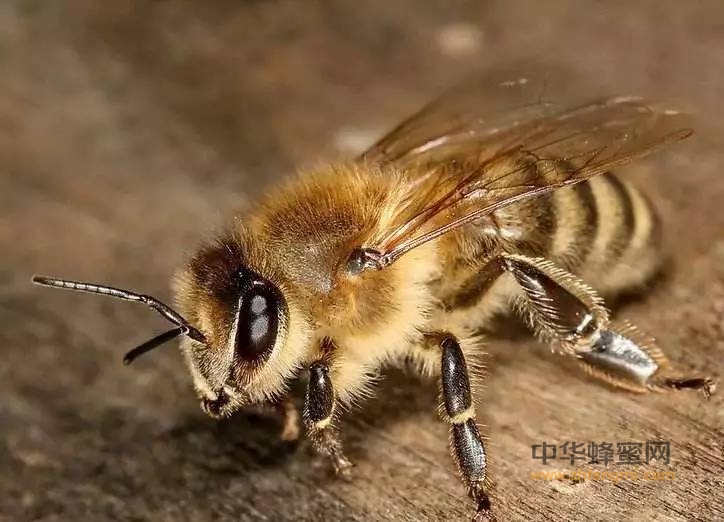 蜜蜂农药中毒的防治