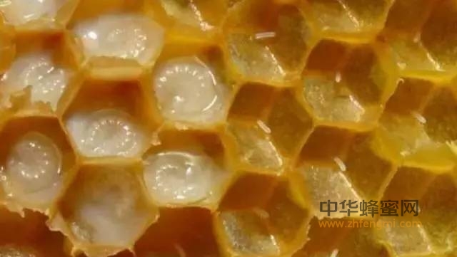 蜂王浆是如何引起科学家关注的？