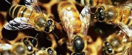 【蜂奥·头条】蜜蜂和<a