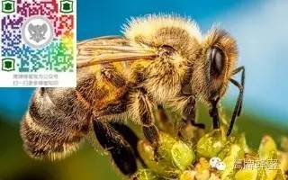 为什么每次买的纯天然蜂蜜