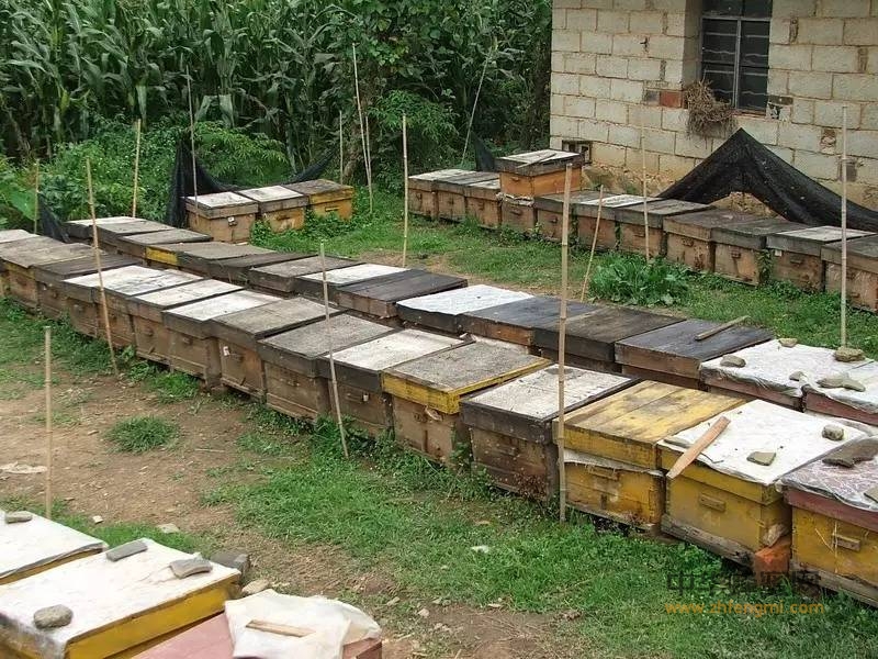 养蜂秋繁工作技术