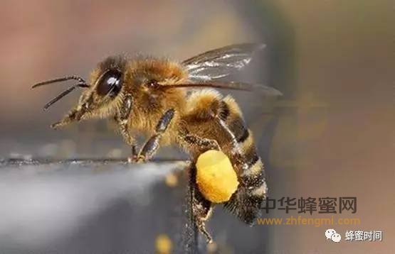 蜂花粉的使用方法，可别弄错了哦~