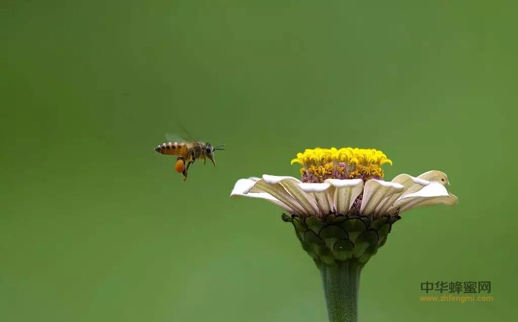 蜜蜂如何辨别方向