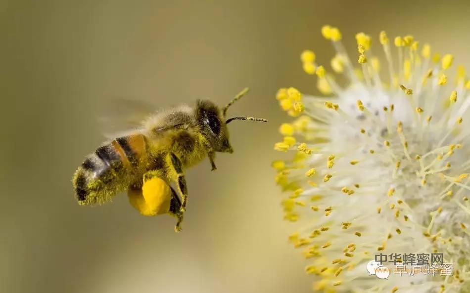 常服蜂花粉，心脑保健康！