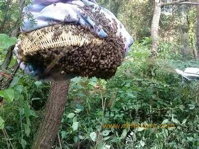 蜂群的自然分蜂和对分蜂的控制