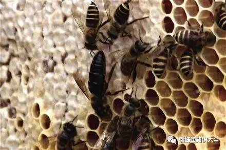 【连载：蜂人蜂事-03】中华蜜蜂蜂王，到底是“男”的还是“女”的？