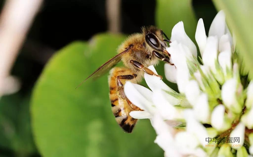 养蜂如何防止蜜蜂农药中毒