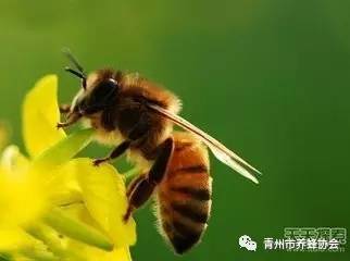 蜜蜂是地球上最伟大的生物