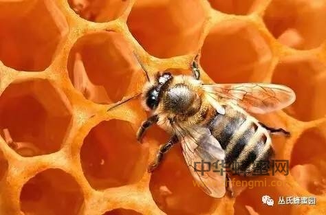 蜂蜜发酸了变稀了还能喝吗