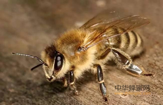 蜂毒——天然的“青霉素”