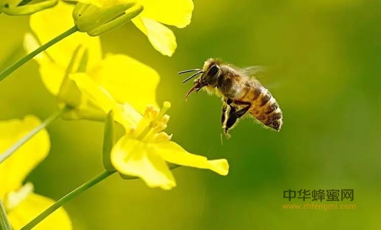 小蜜蜂助力农业产业\"增收”