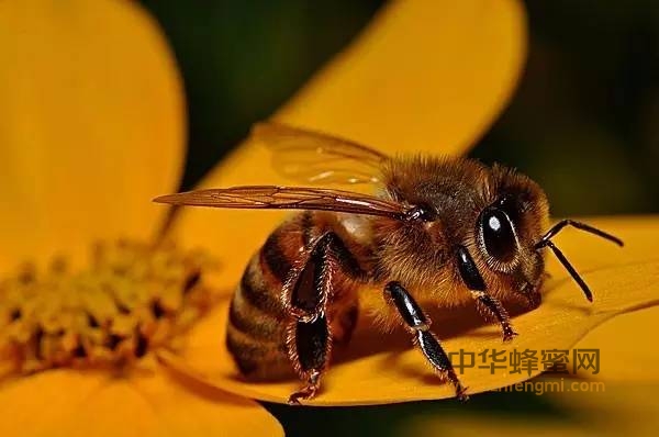 蜜蜂对大自然的贡献