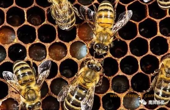 蜜蜂出生后21天是怎么长成的：看摄影师记录