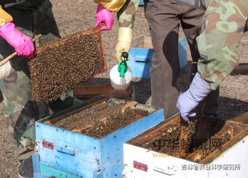 蜂病防控｜长白山区小蜂螨防控新对策