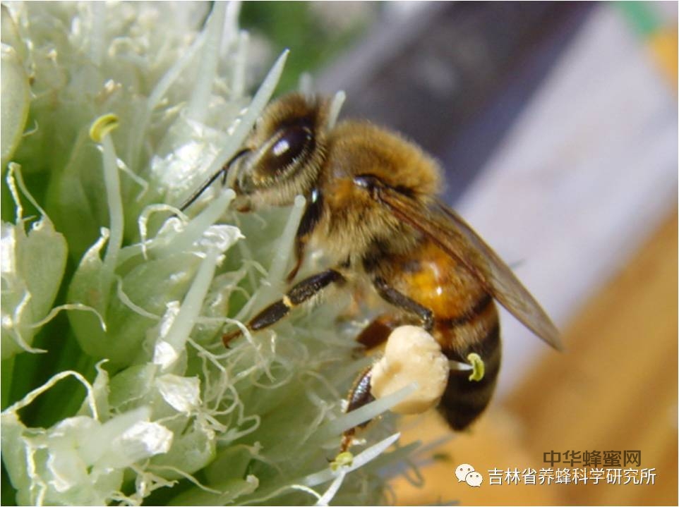 疫病防控｜蜜蜂种群习性与蜂病流行的关系