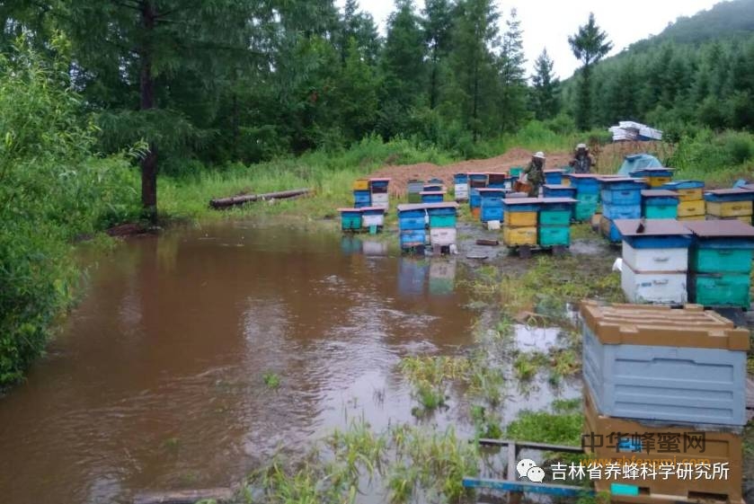 蜂研新闻｜当蜜蜂遭遇洪水——抗洪救灾，我们在行动！