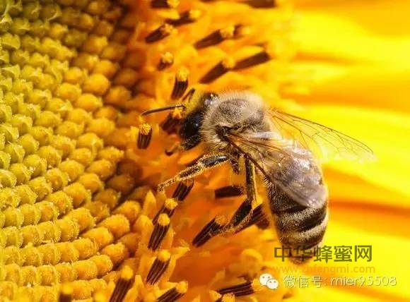 1千克蜂蜜=蜜蜂绕地球飞行11圈！