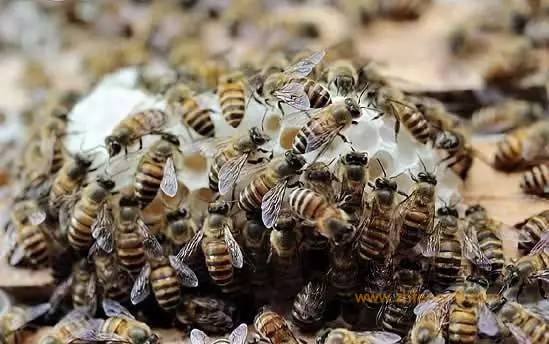 蜜蜂是怎么调节蜂巢内的温度的?