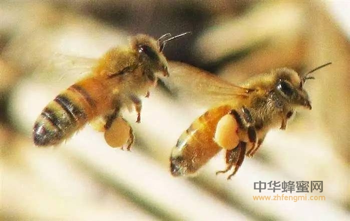 蜜蜂的七个“三”规律你知道吗？