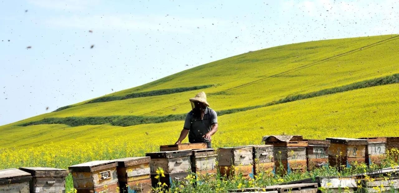 蜂农不想养蜂了，只因这几个理由！