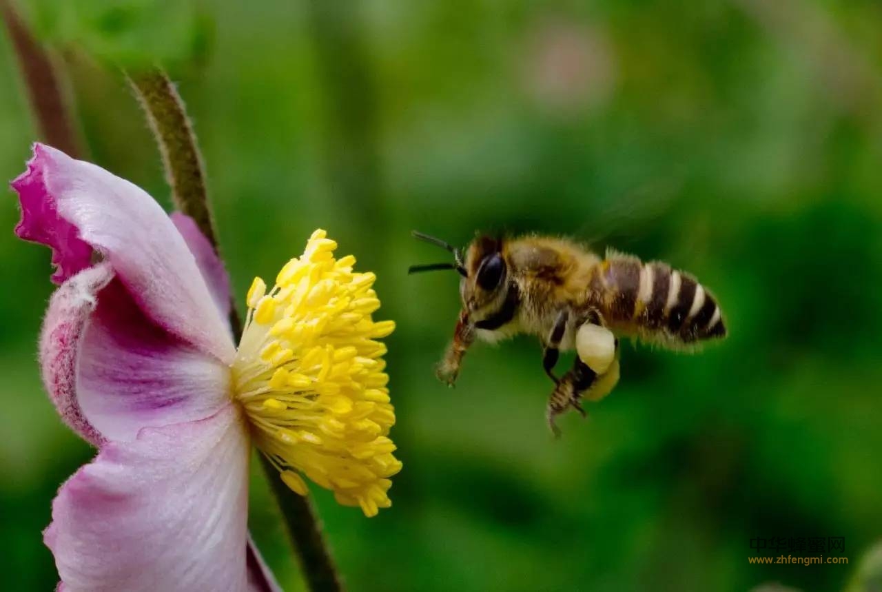 蜂蜜、蜂胶、蜂花粉、蜂王浆的异同